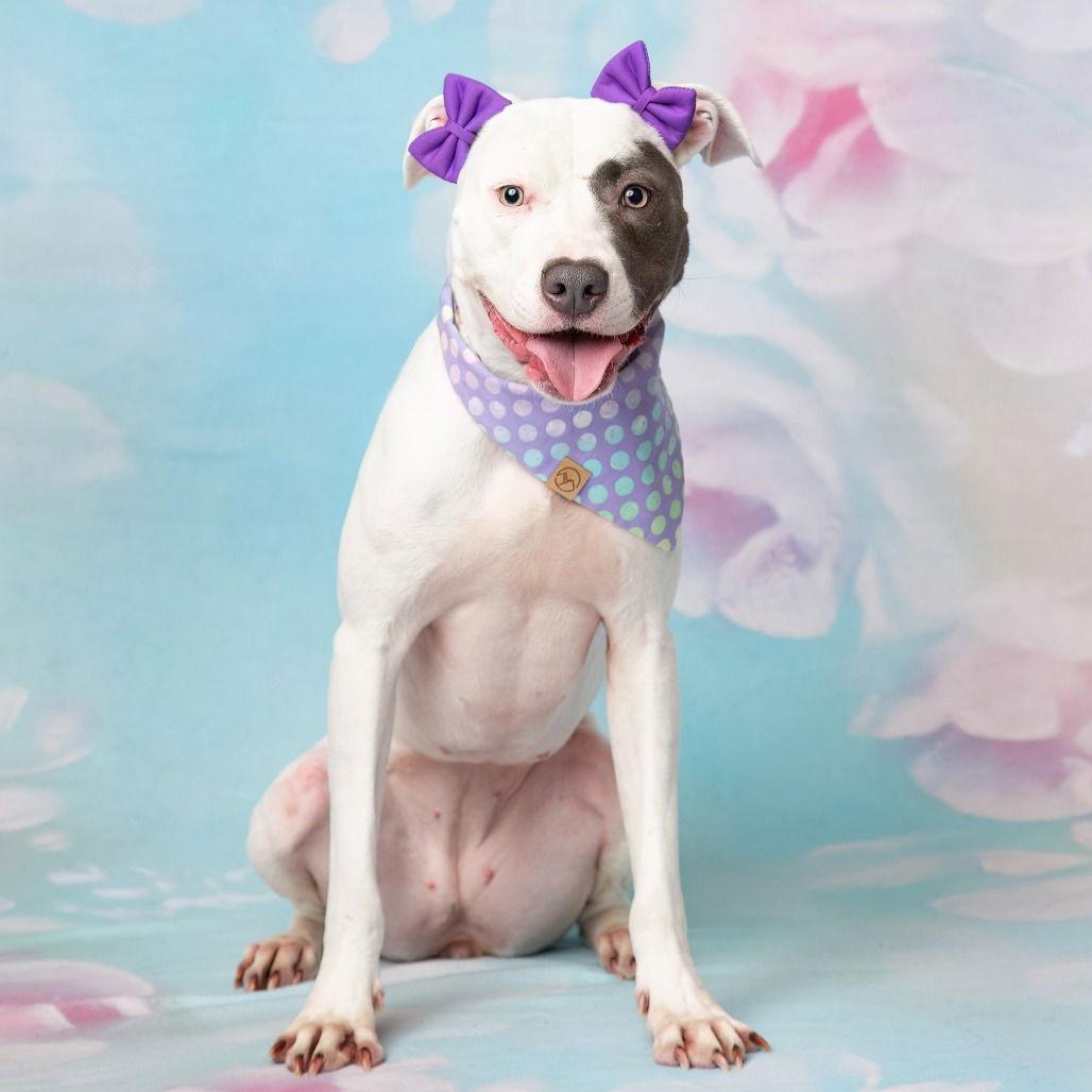 Enlarge Kali II, a Adoptable Pit Bull Terrier in Dallas, TX image 2/3