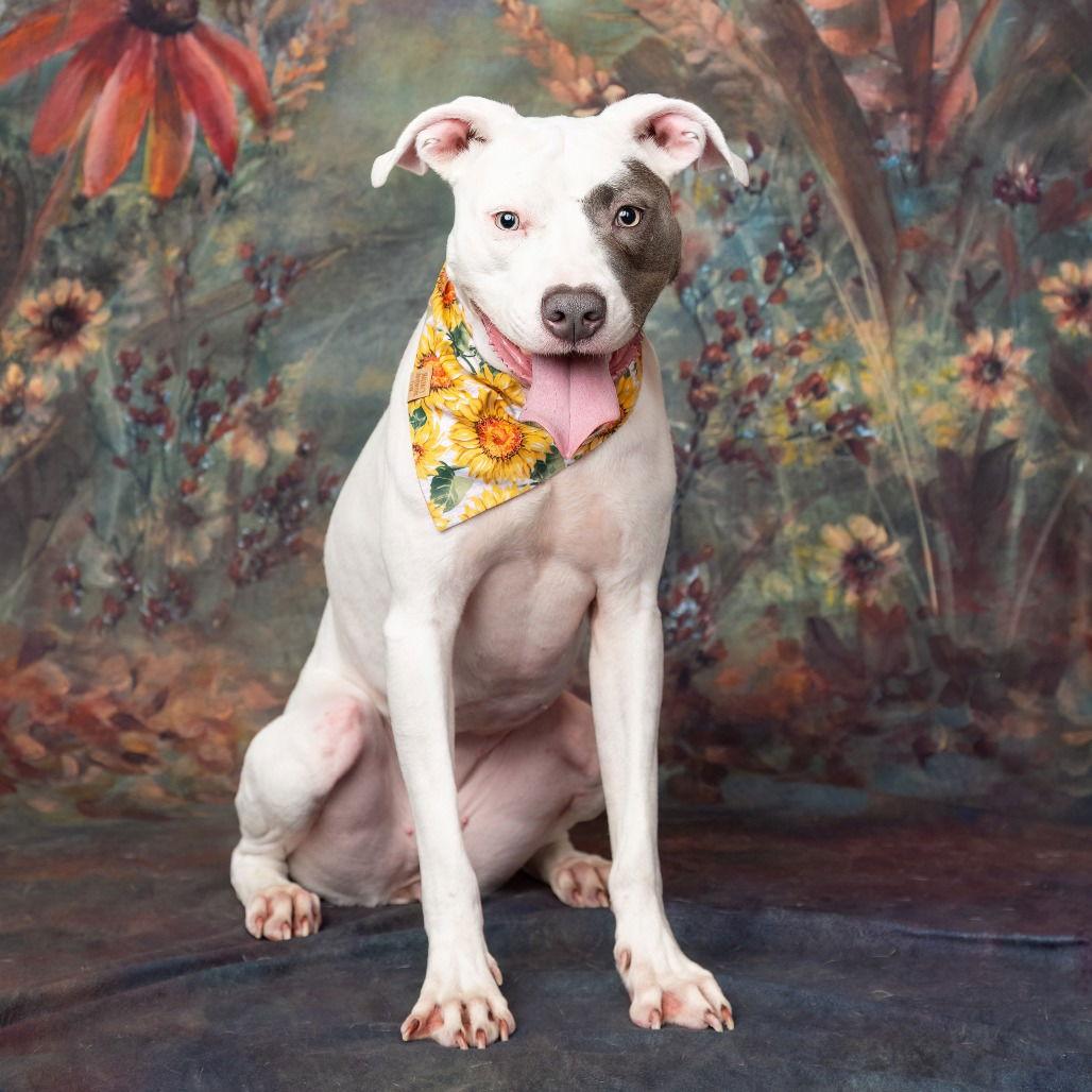 Enlarge Kali II, a Adoptable Pit Bull Terrier in Dallas, TX image 2/3