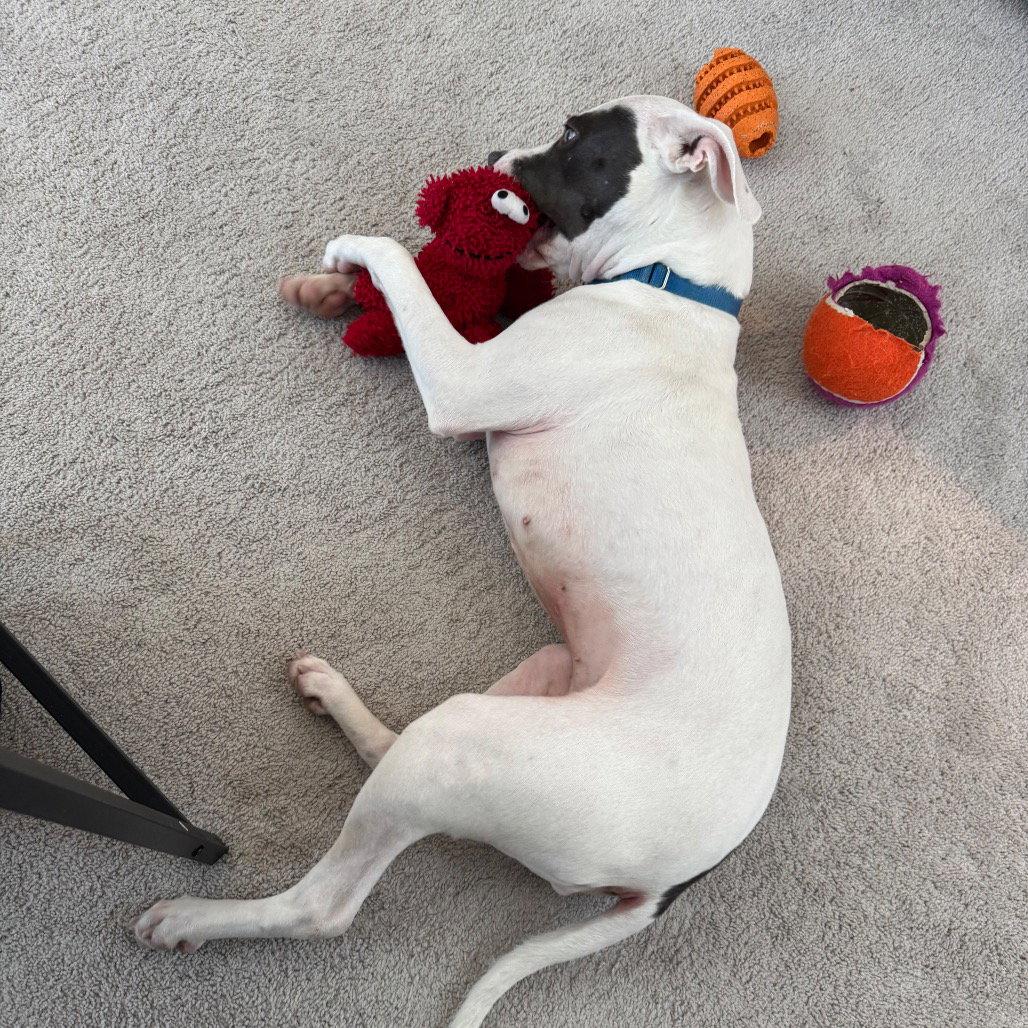 Kali, a Adoptable Pit Bull Terrier in Dallas, TX image 2/3