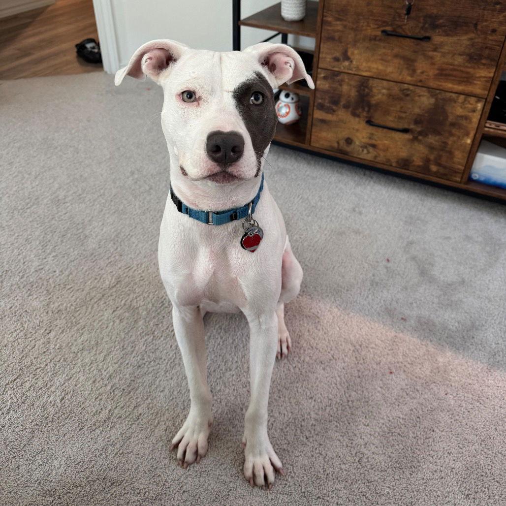 Enlarge Kali II, a Adoptable Pit Bull Terrier in Dallas, TX image 3/3