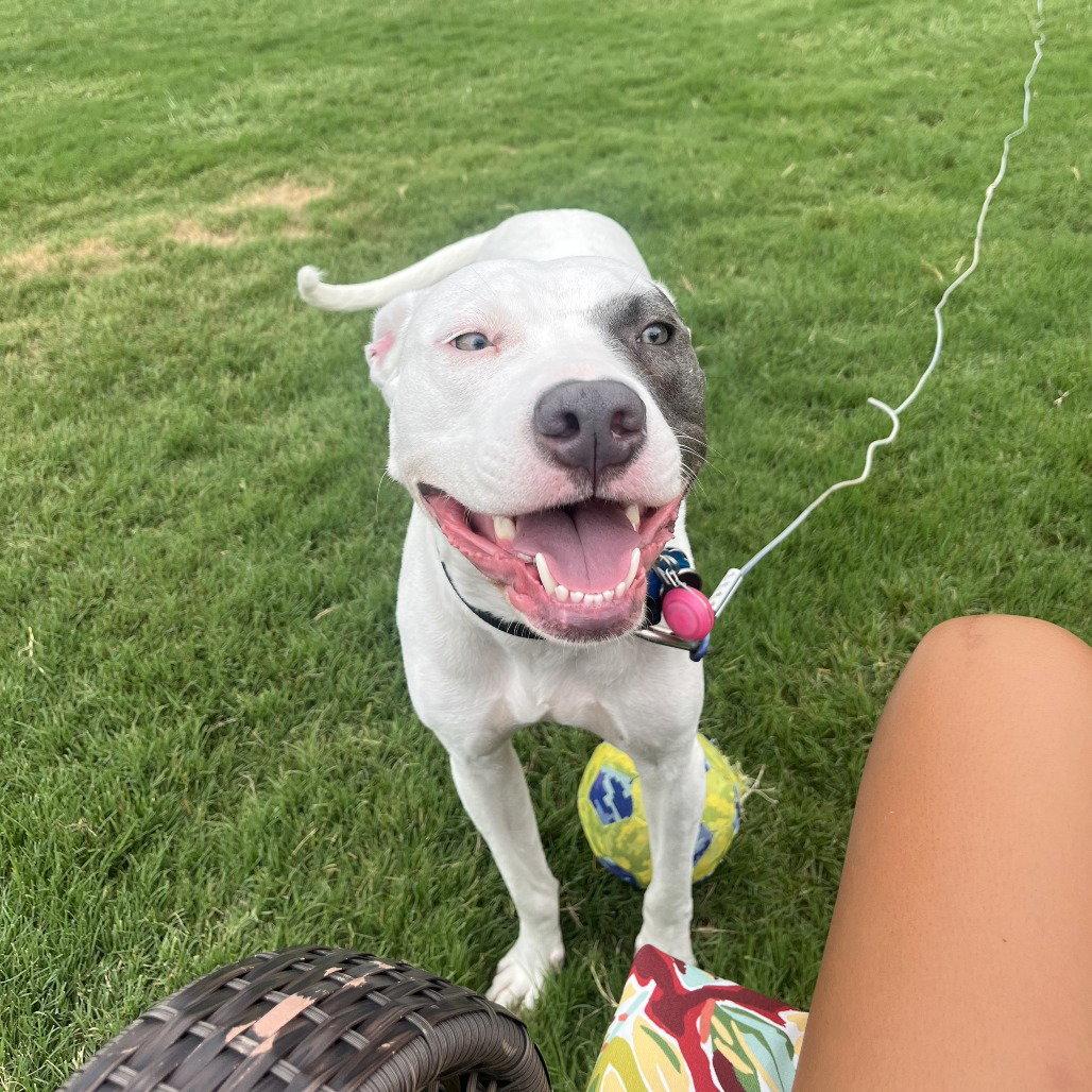 Kali, a Adoptable Pit Bull Terrier in Dallas, TX image 3/3