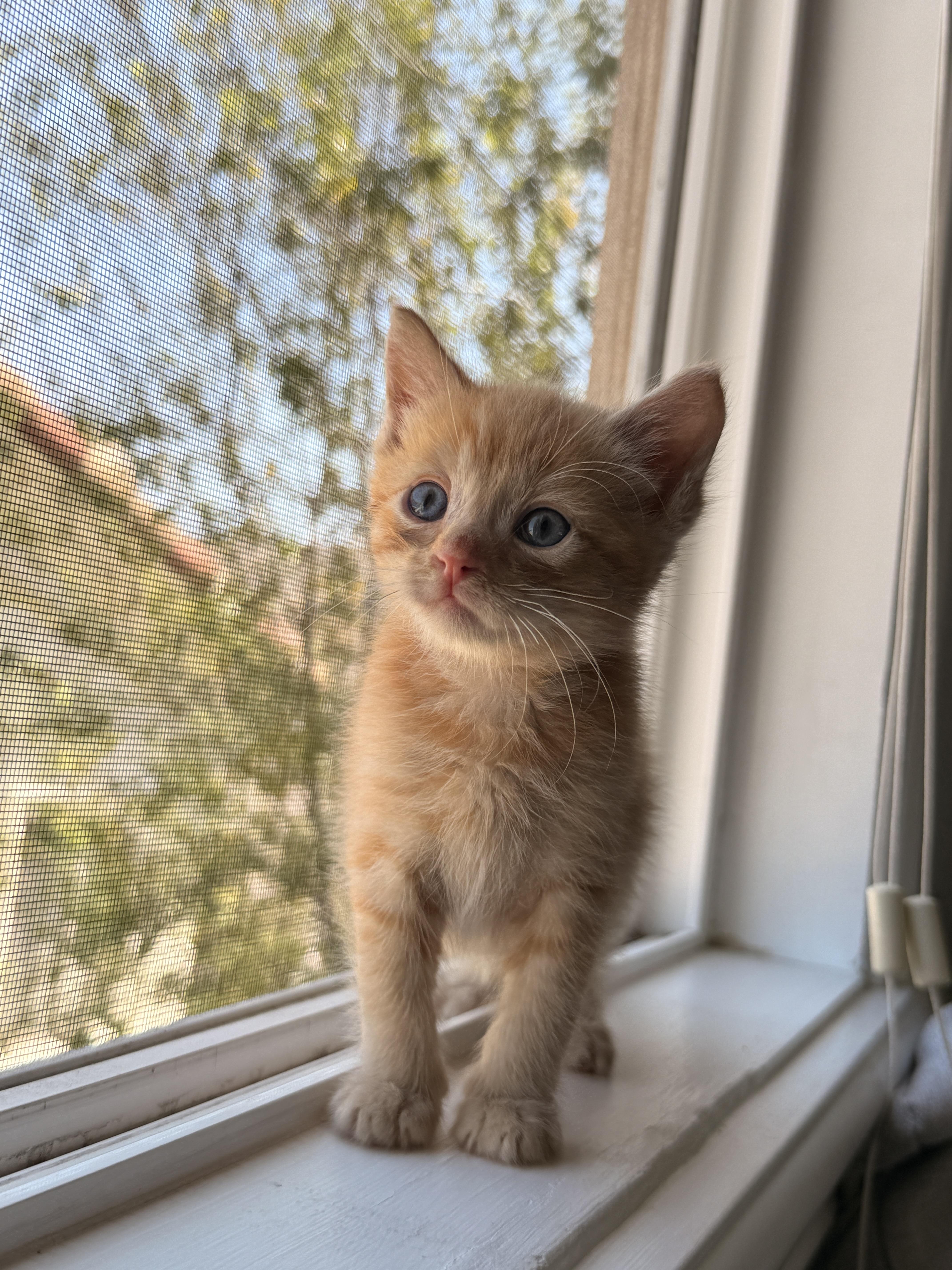Clementine, Adoptable, Kitten Male Domestic Short Hair.