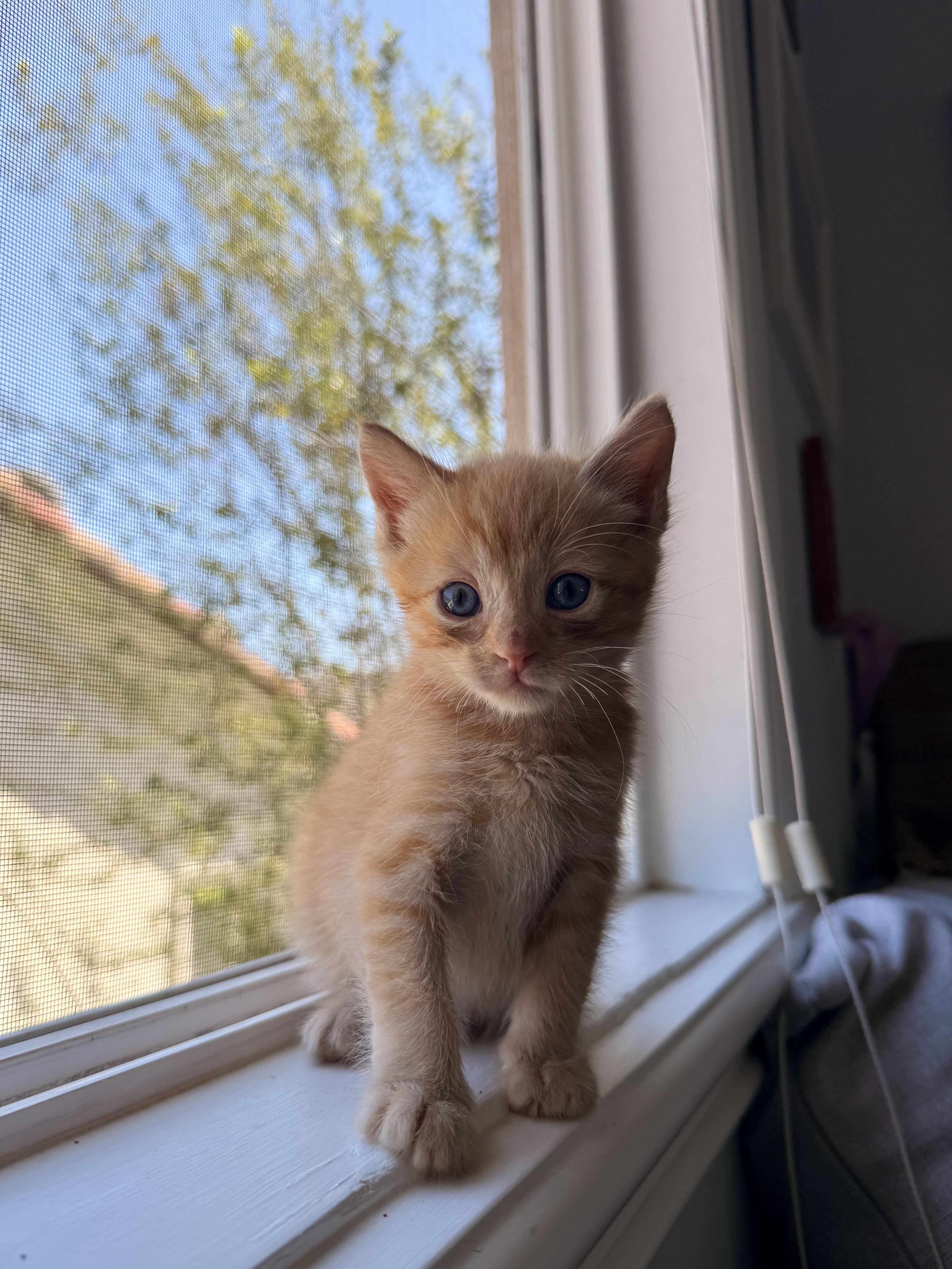 Enlarge Clementine, a Adoptable Domestic Short Hair in Long Beach, CA image 2/4