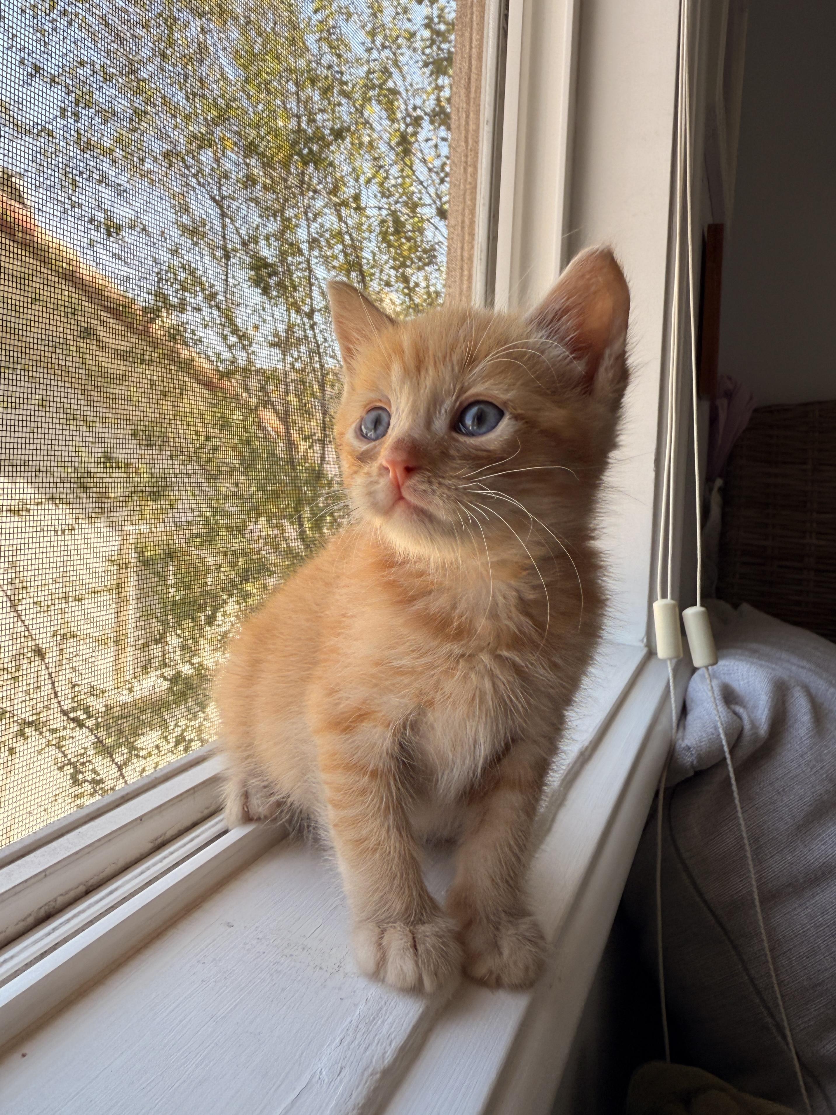 Enlarge Clementine, a Adoptable Domestic Short Hair in Long Beach, CA image 3/4