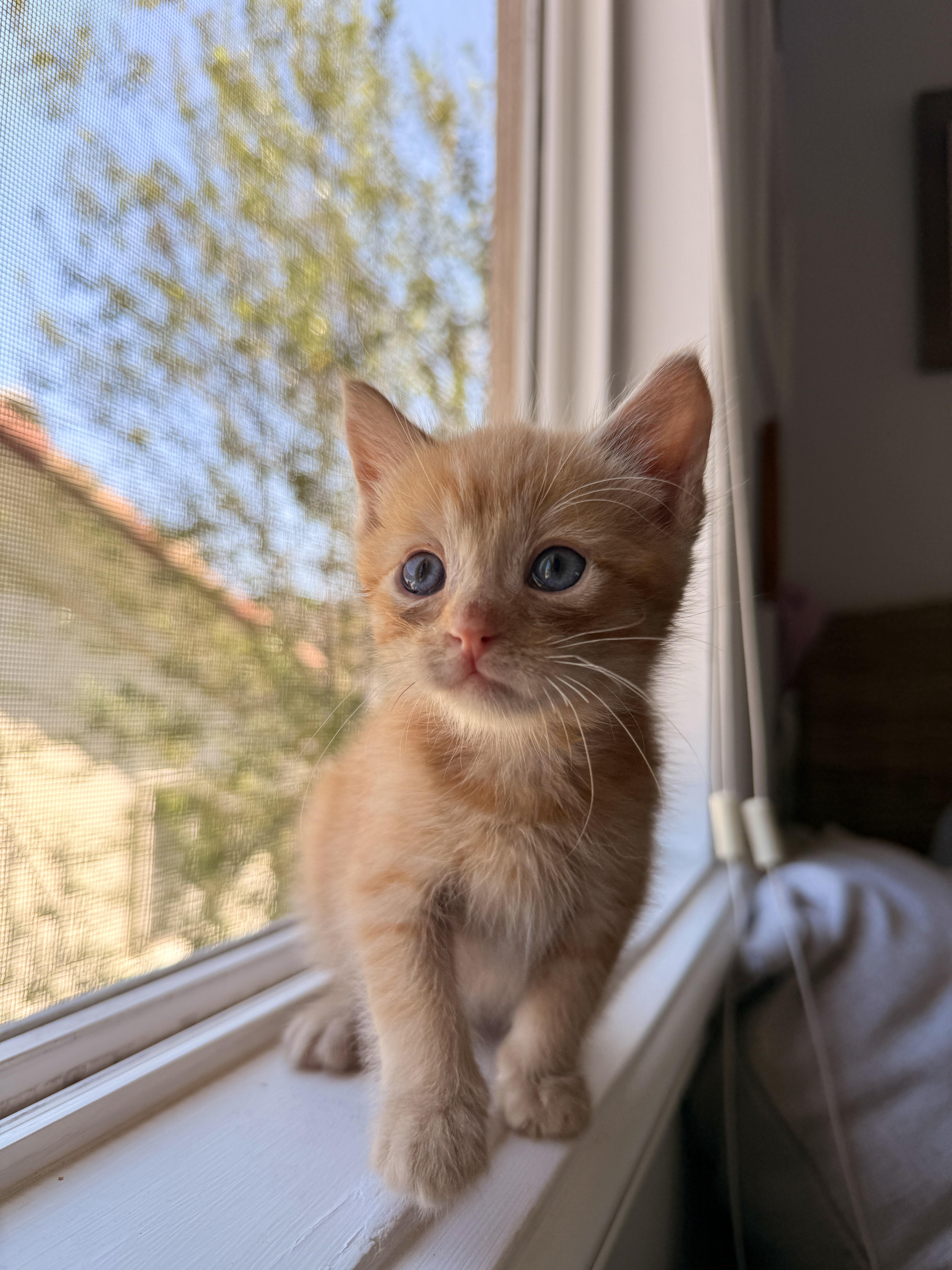 Enlarge Clementine, a Adoptable Domestic Short Hair in Long Beach, CA image 4/4