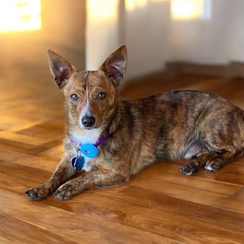 Frank, Adoptable, Adult Male Dachshund.