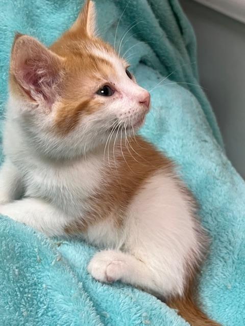 Dinky (squeezable Bundle Of thumbnail 2