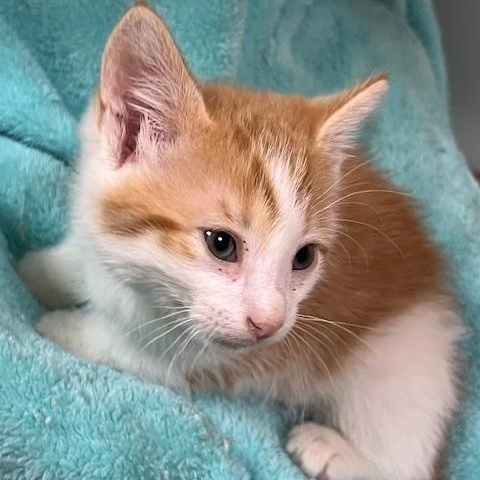 Dinky (squeezable Bundle Of photo 1