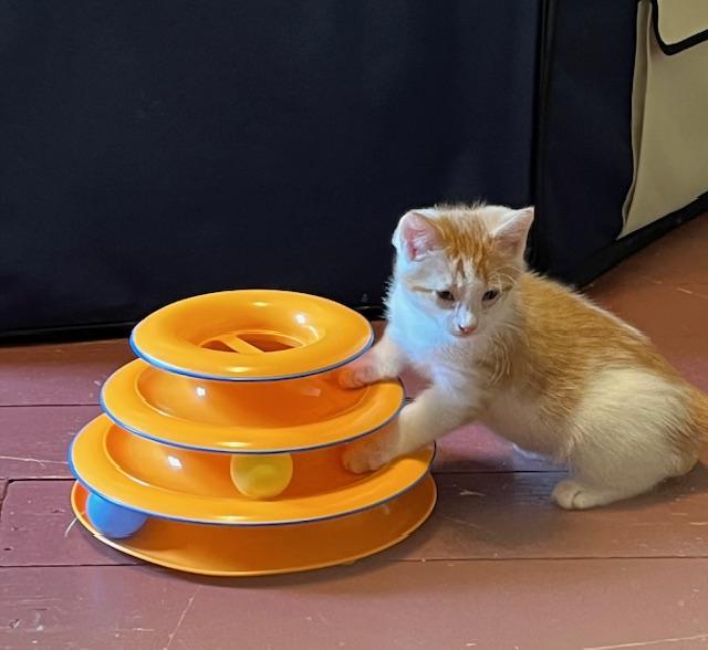 Dinky (squeezable Bundle Of thumbnail 3