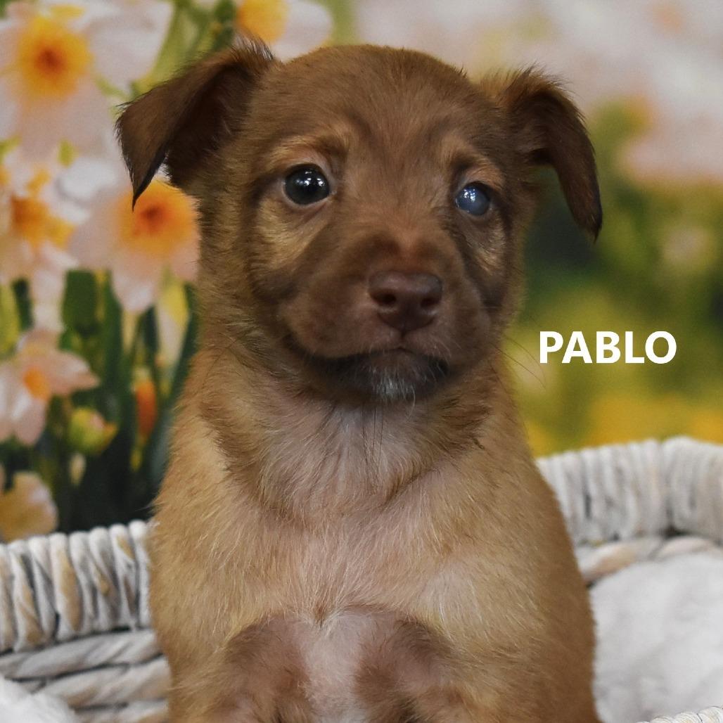 Enlarge Pablo, a Adoptable Mixed Breed in Tempe, AZ image 1/1