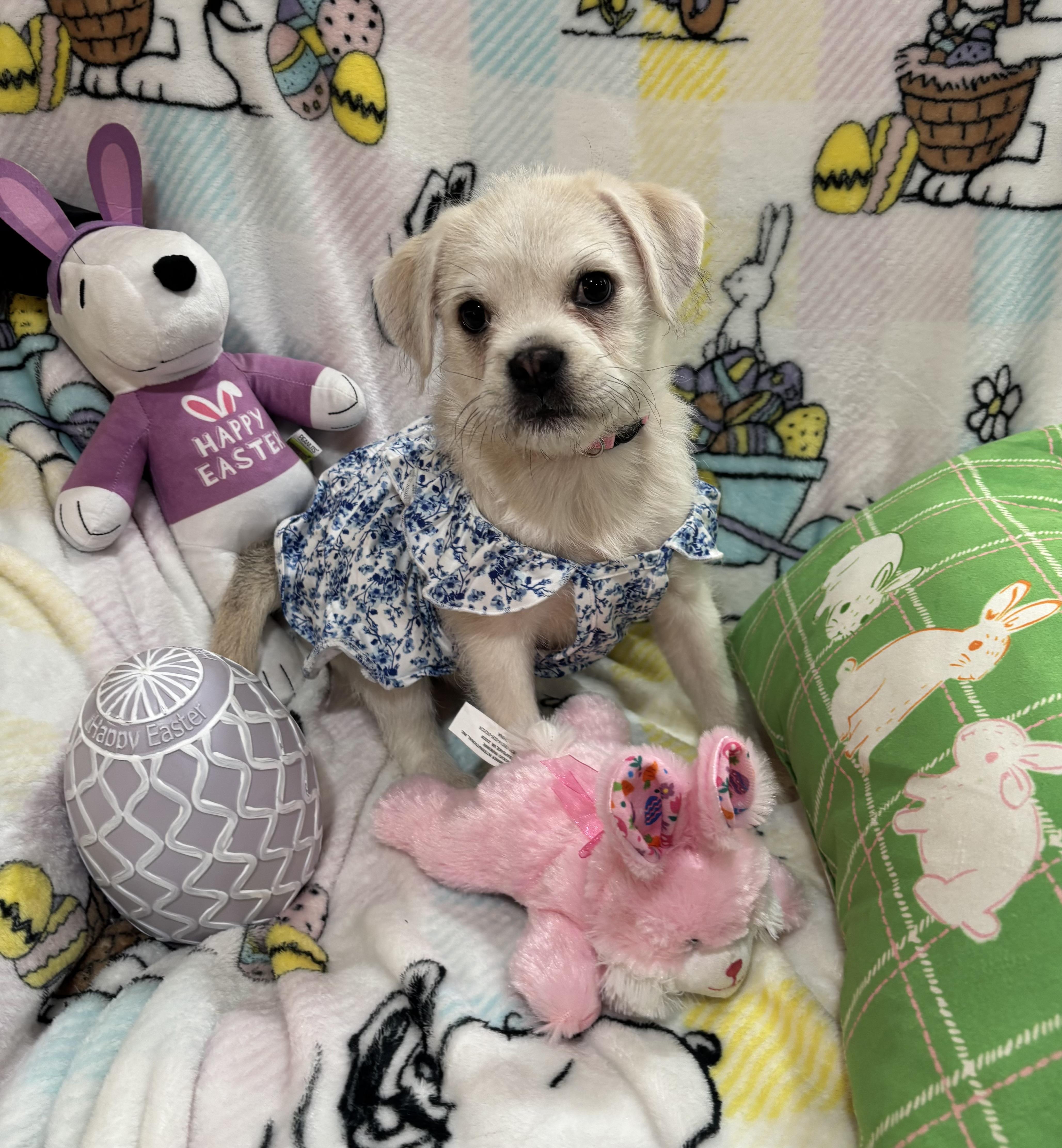 Mollie, an adopted mixed breed in Foster, OR image 5/6