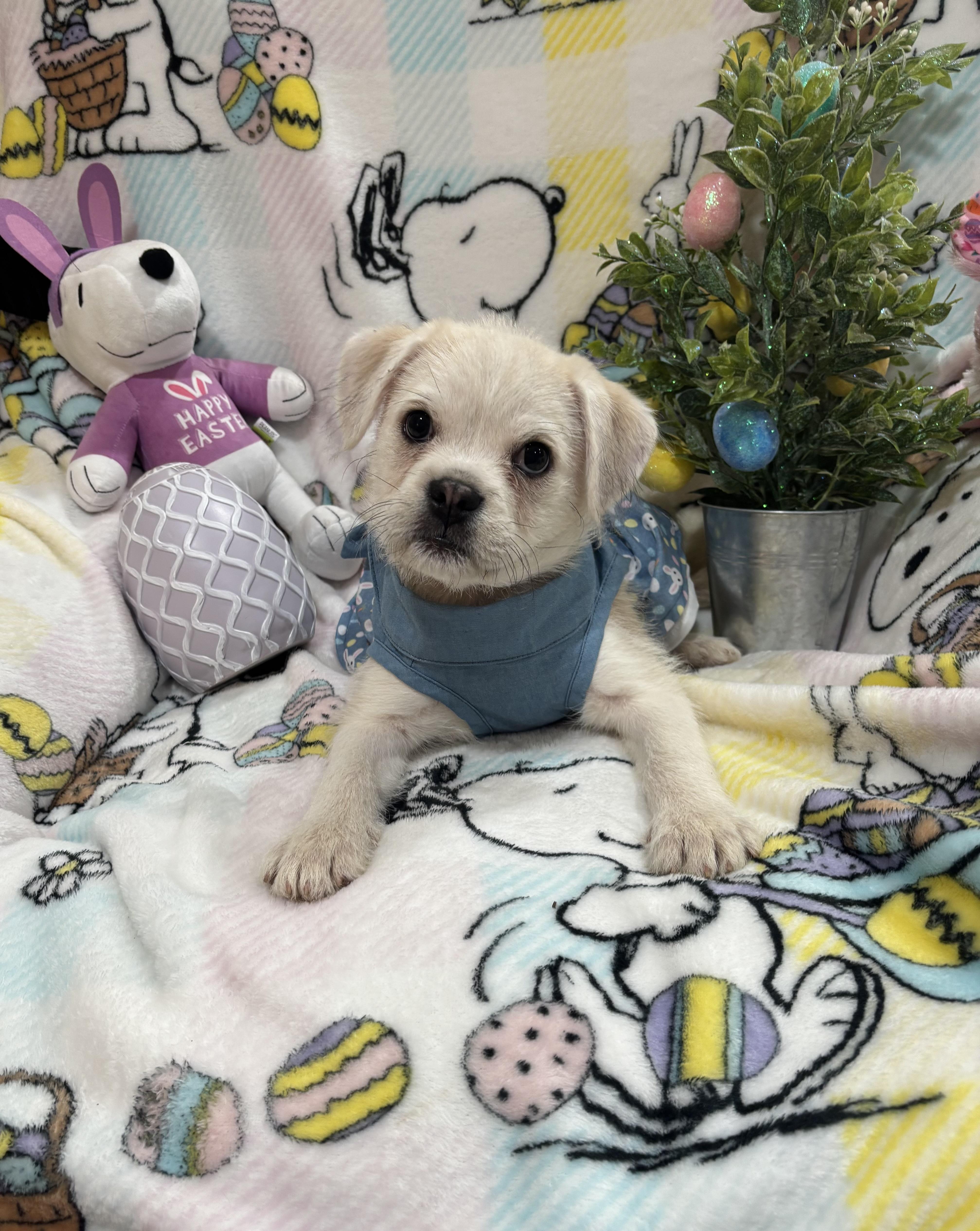 Mollie, an adopted mixed breed in Foster, OR image 1/6