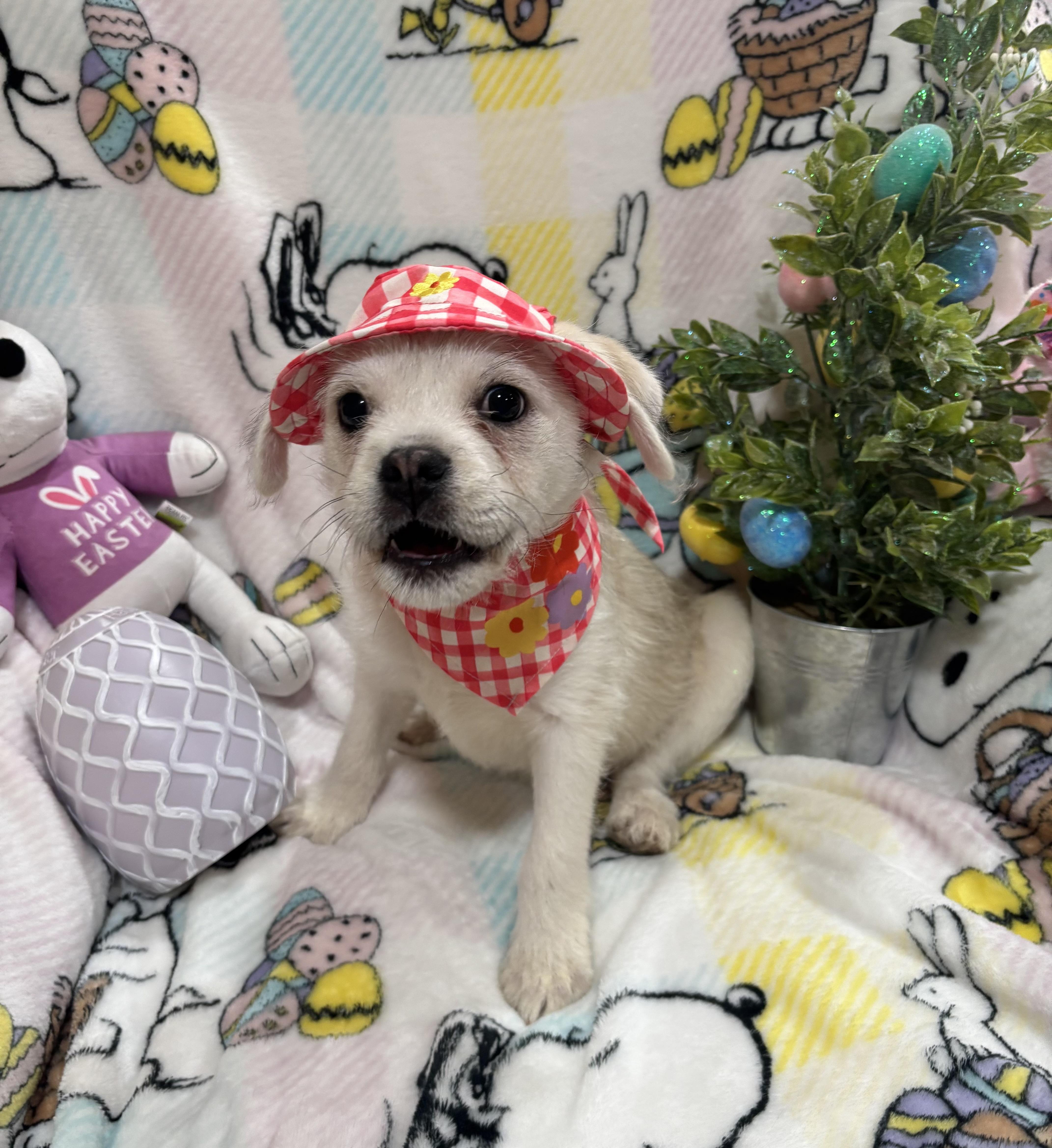 Mollie, an adopted mixed breed in Foster, OR image 4/6