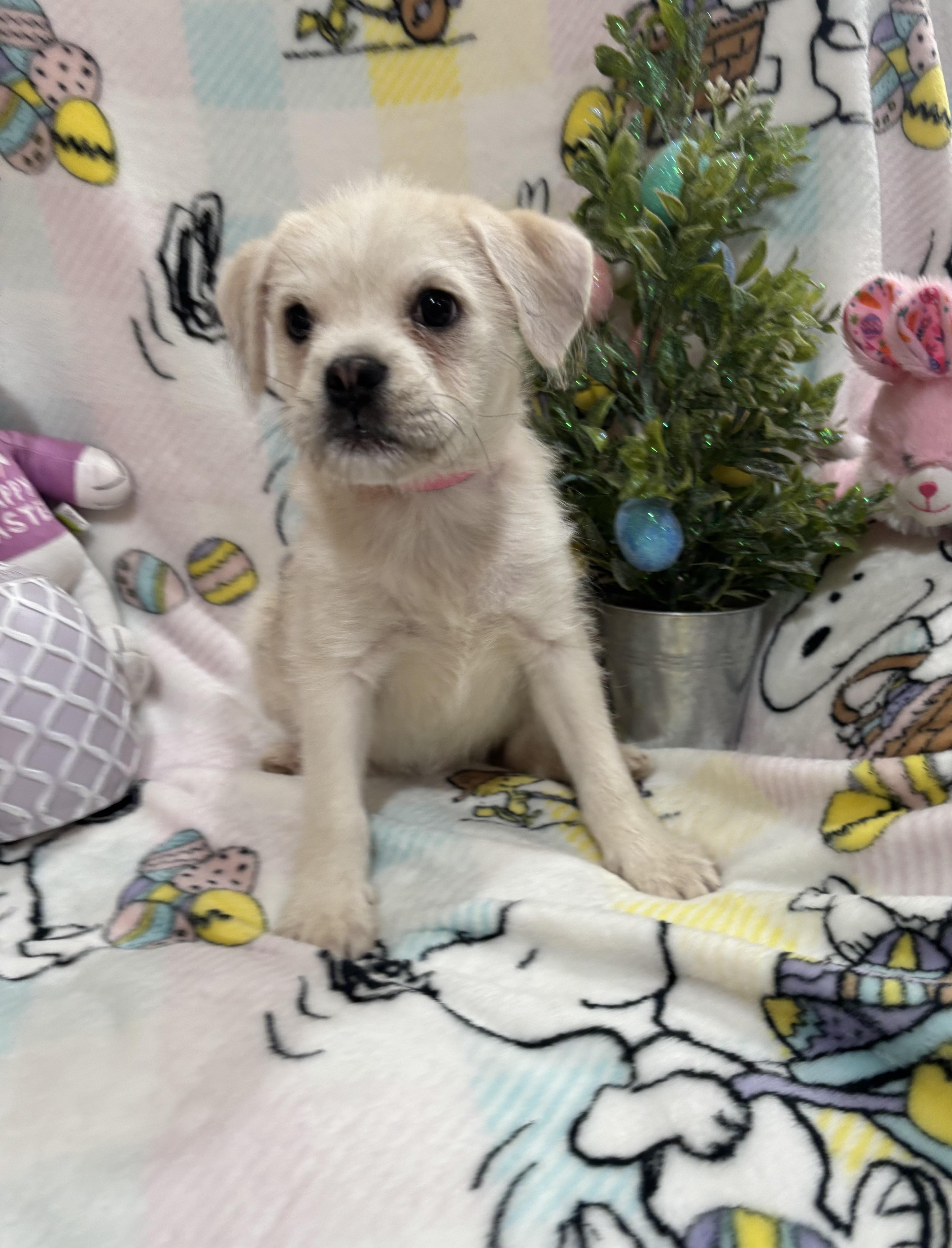 Mollie, an adopted mixed breed in Foster, OR image 3/6