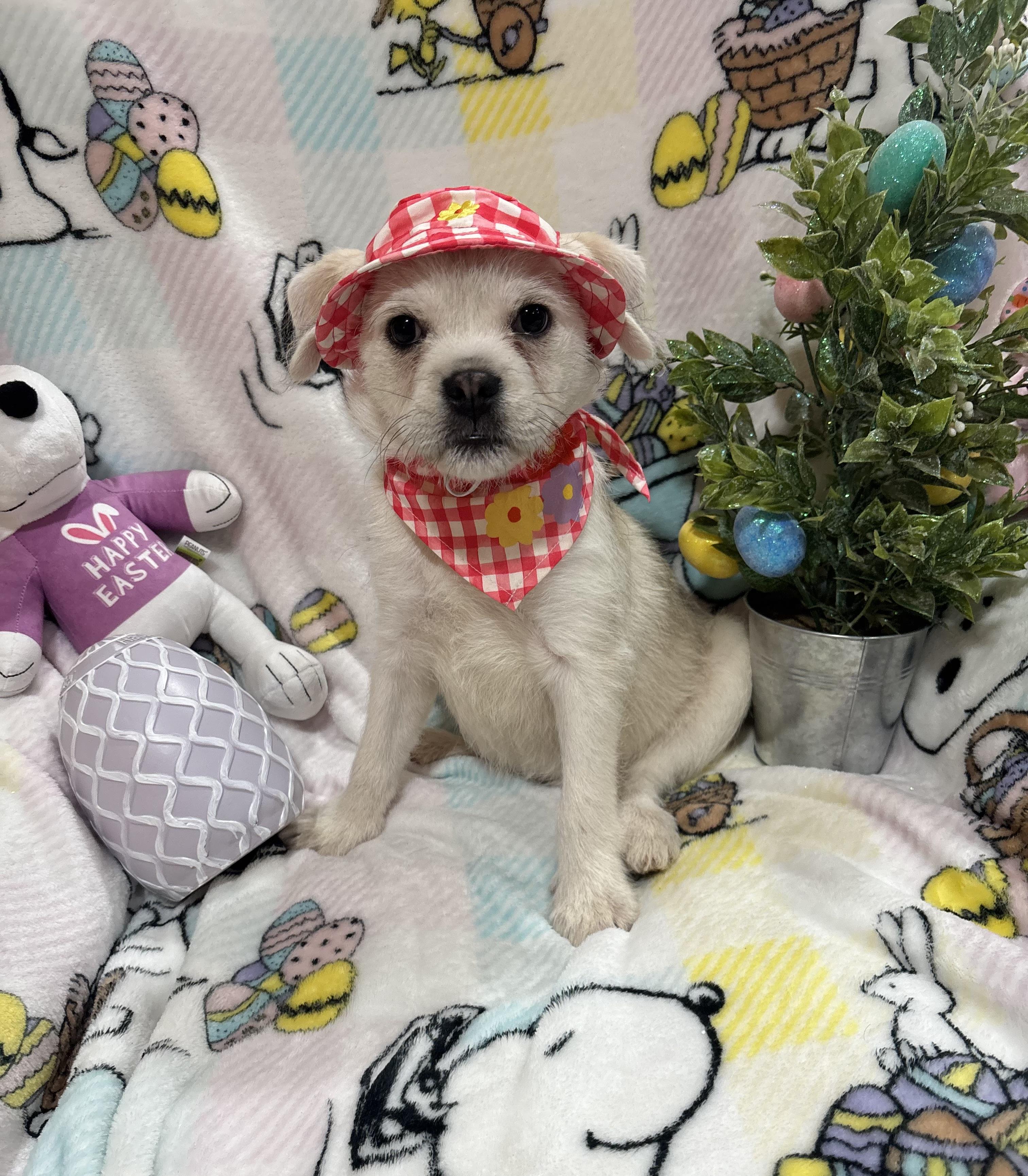 Mollie, an adopted mixed breed in Foster, OR image 2/6