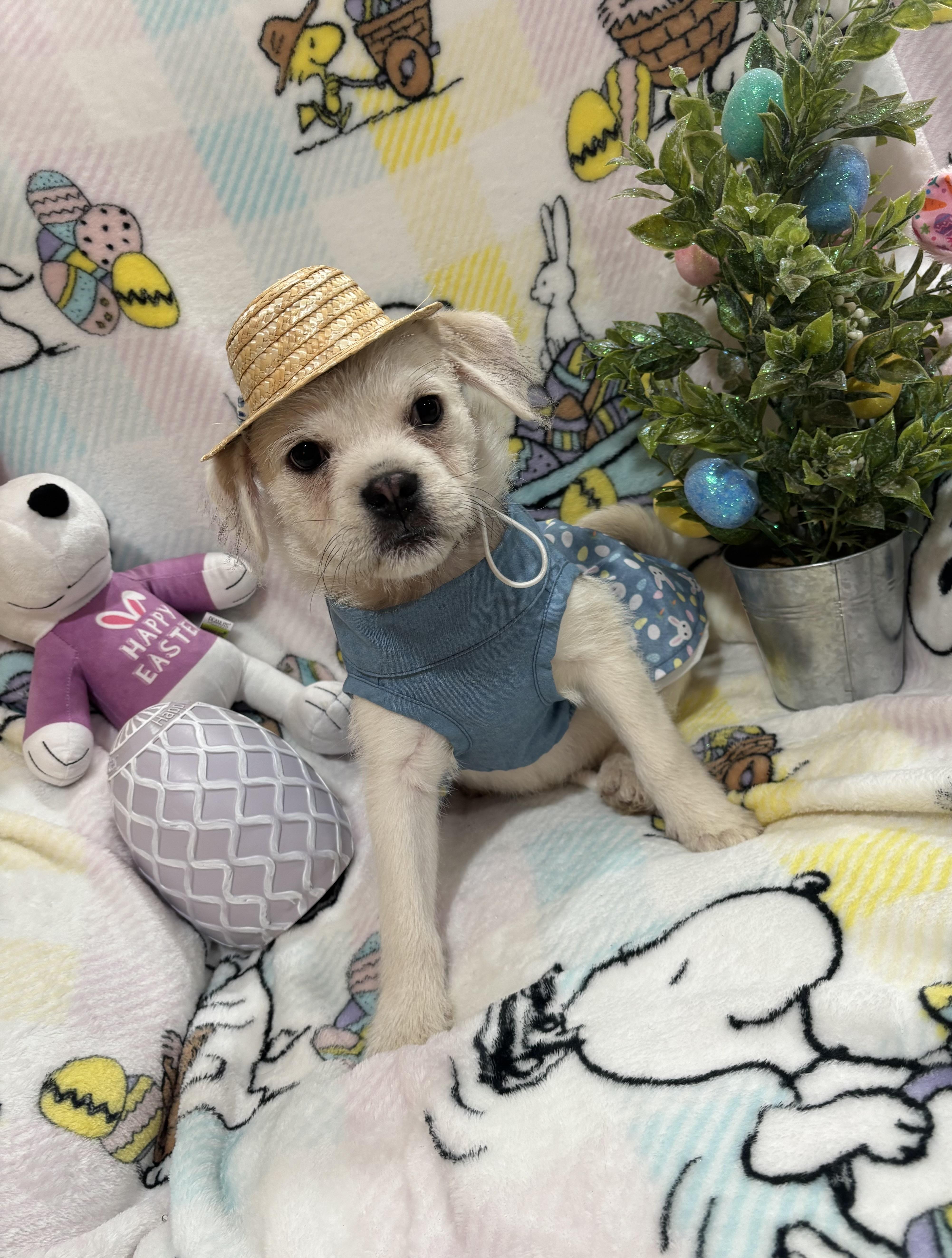 Mollie, an adopted mixed breed in Foster, OR image 6/6