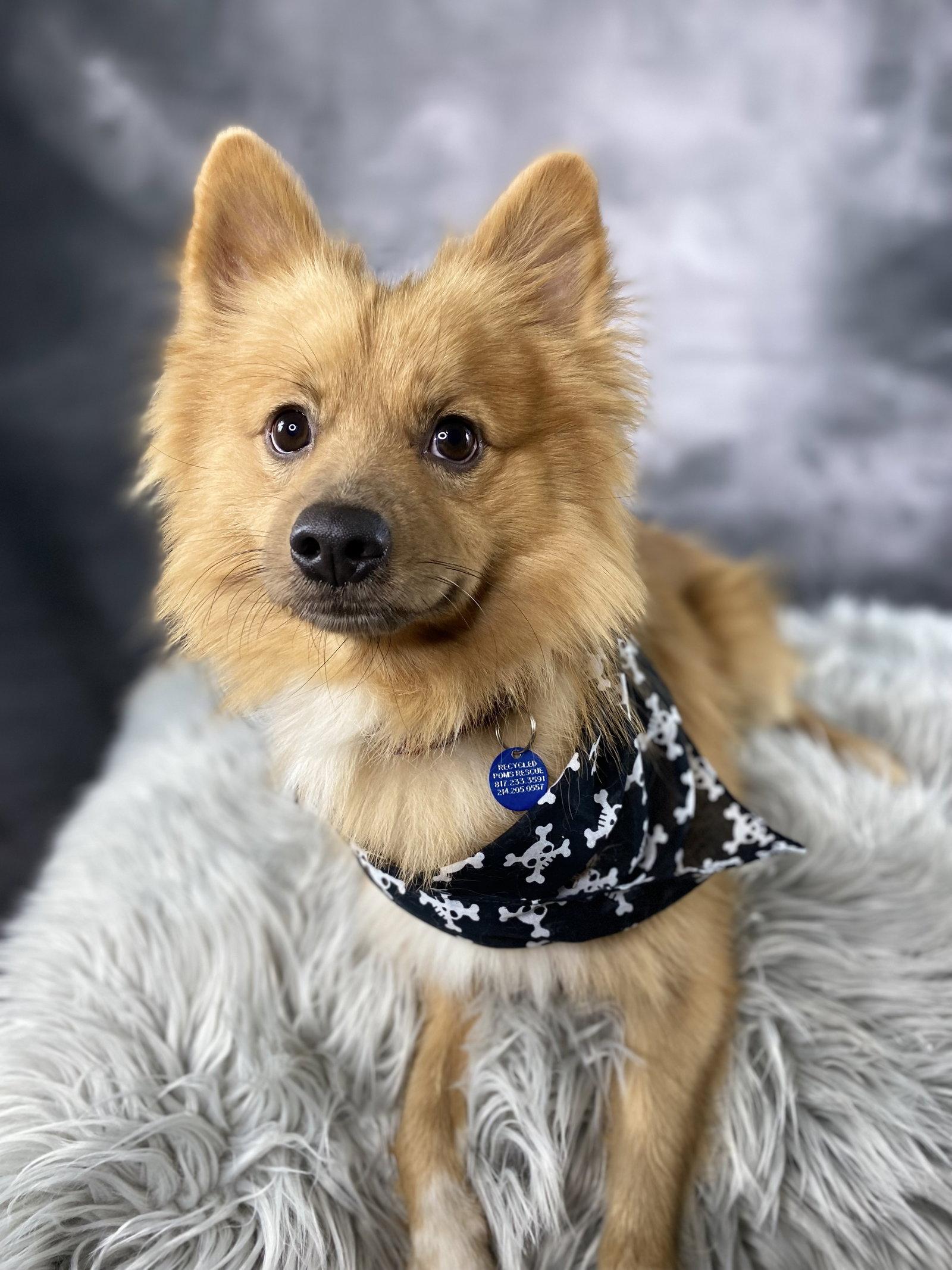 Enlarge Phoenix, a Adoptable Pomeranian in Garland, TX image 1/3