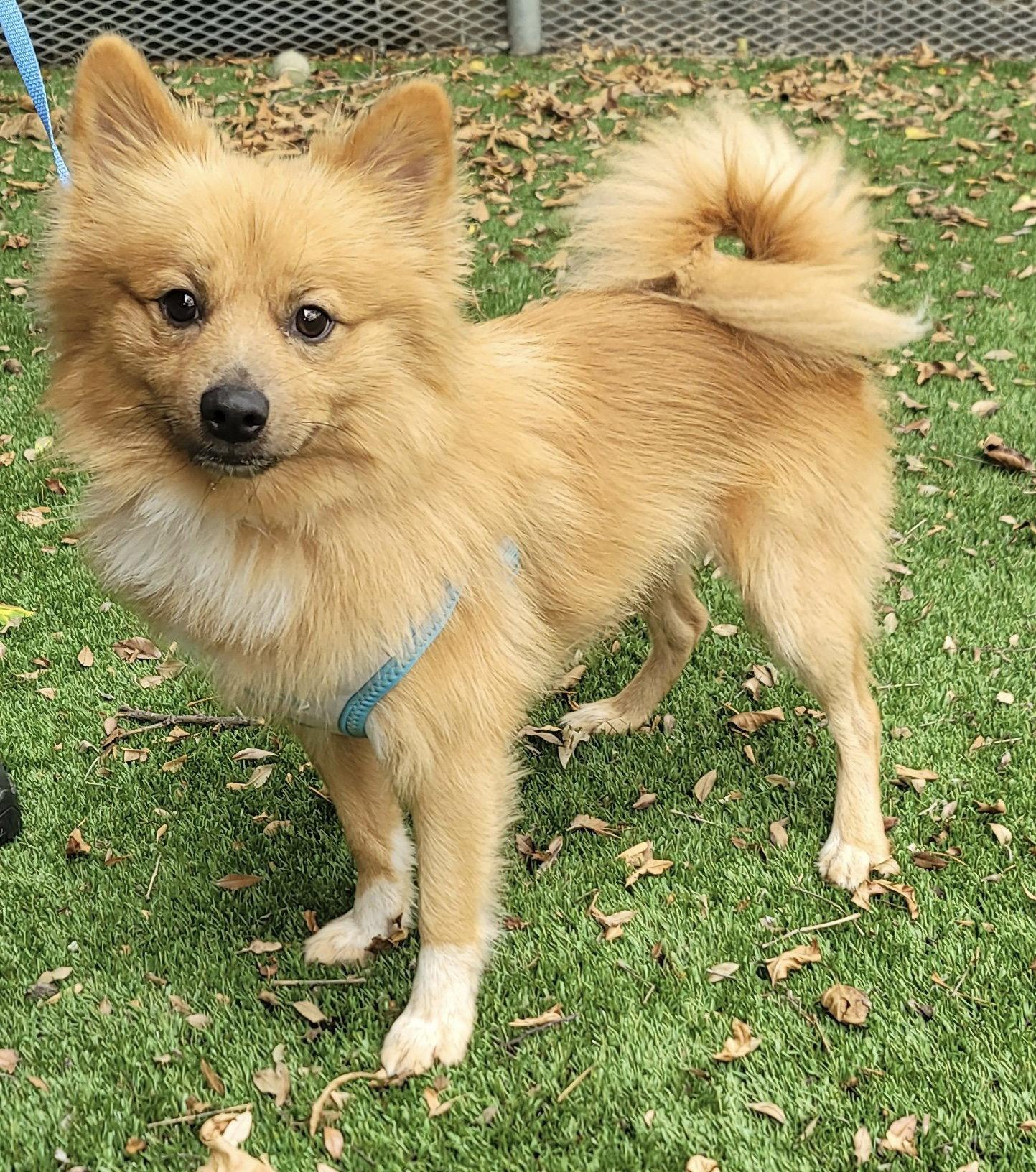 Enlarge Phoenix, a Adoptable Pomeranian in Garland, TX image 2/3