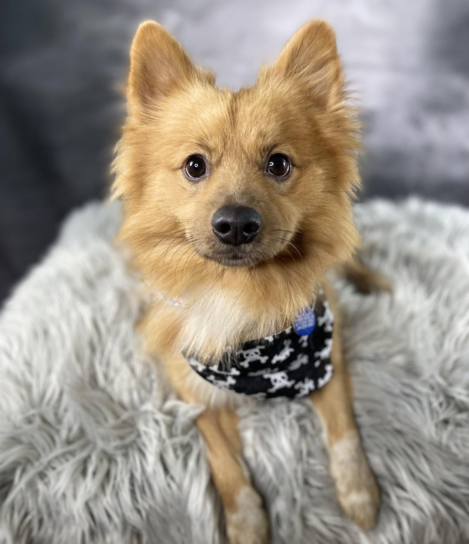 Enlarge Phoenix, a Adoptable Pomeranian in Garland, TX image 3/3