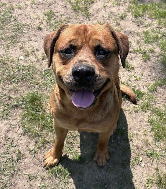 Bear, ADOPTABLE, Adult Male Rottweiler & Pit Bull Terrier.