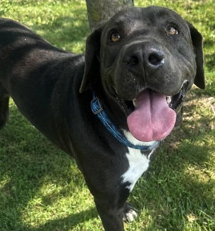 Dale, ADOPTABLE, Adult Male Mixed Breed.