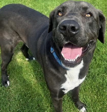 Enlarge Dale, a ADOPTABLE Mixed Breed in Dubuque, IA image 3/3