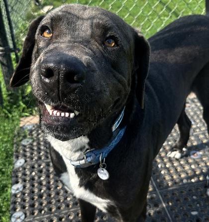 Enlarge Dale, a ADOPTABLE Mixed Breed in Dubuque, IA image 2/3
