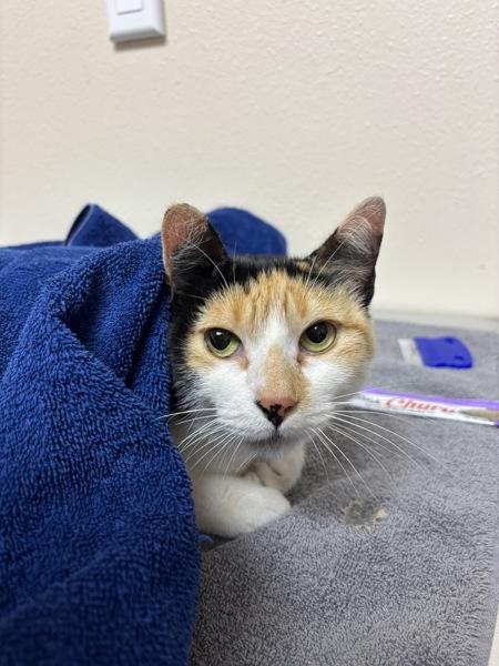 Enlarge Junior, a Adoptable mixed breed in Sherwood, OR image 1/1