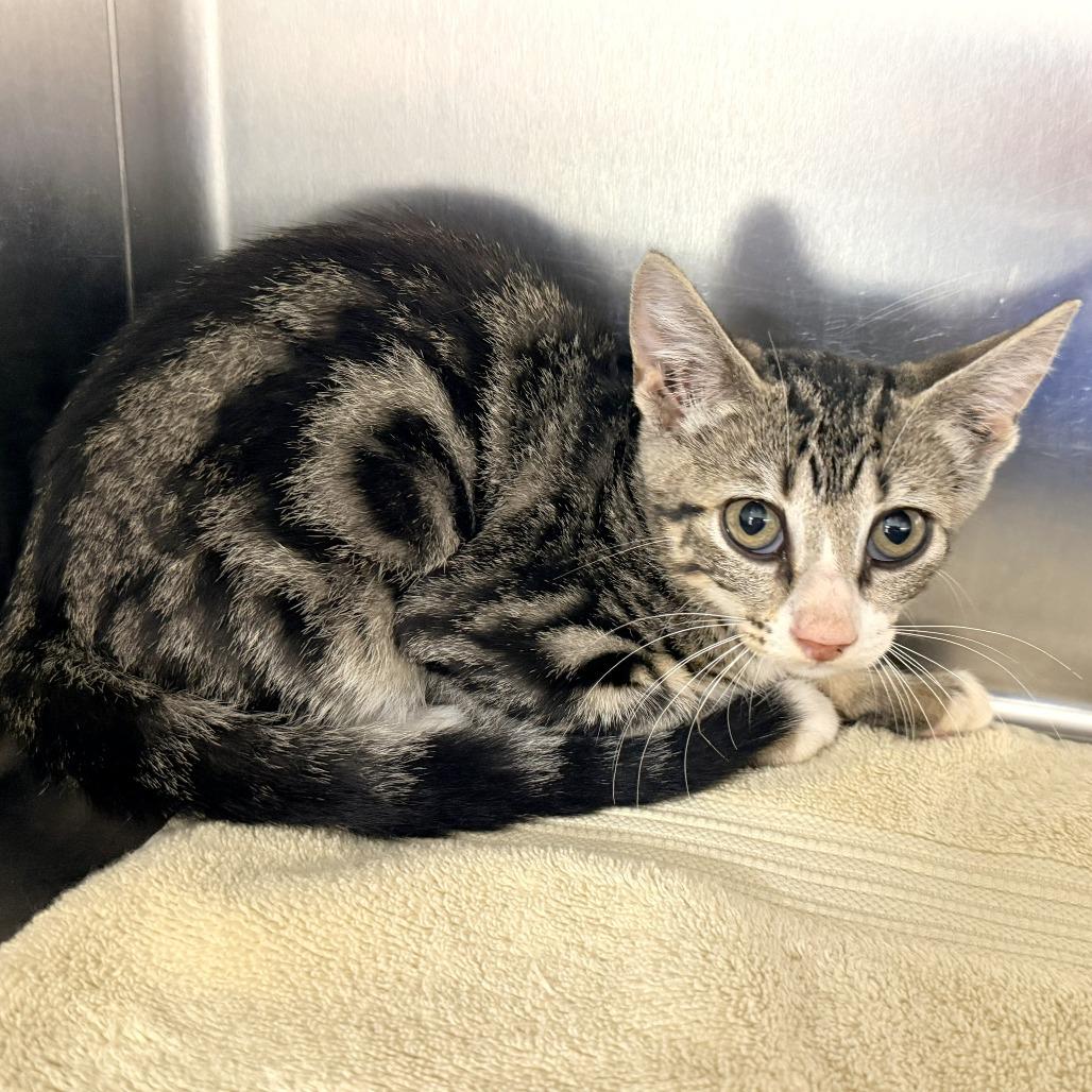 Enlarge Tippy, a Adoptable Domestic Short Hair in Warrensburg, MO image 1/1