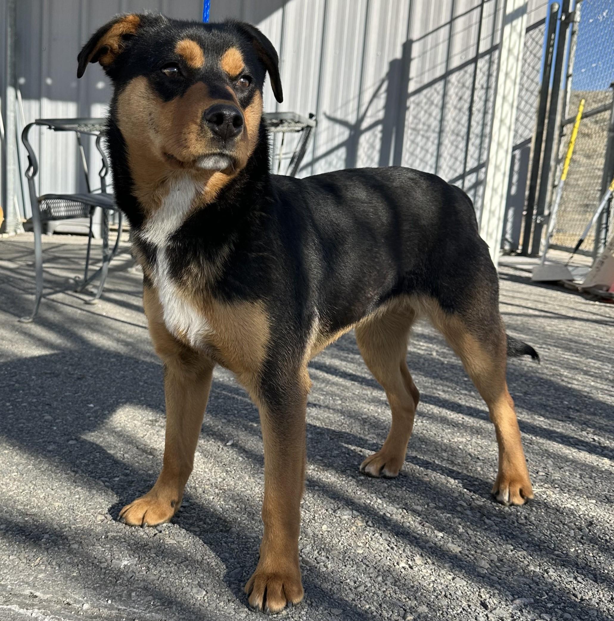 60147032, ADOPTABLE, Young Female Shepherd.