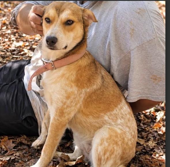 Enlarge Bella, a Adoptable mixed breed in vALE, NC image 1/1
