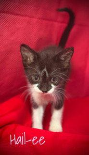 Enlarge Hail-ee, a Adoptable Domestic Short Hair in Pleasanton, TX image 1/2