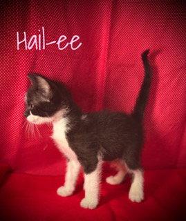 Enlarge Hail-ee, a Adoptable Domestic Short Hair in Pleasanton, TX image 2/2