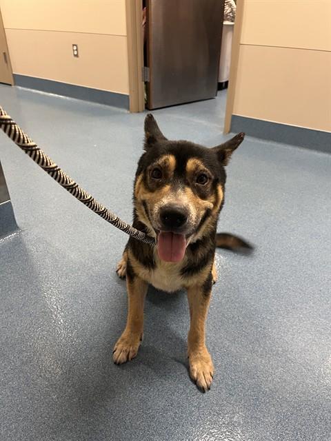 Enlarge BO, a Adoptable mixed breed in Pearland, TX image 1/1