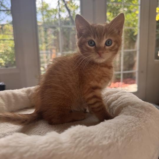 Enlarge Marcel, a Adoptable Domestic Short Hair in Nowata, OK image 1/4