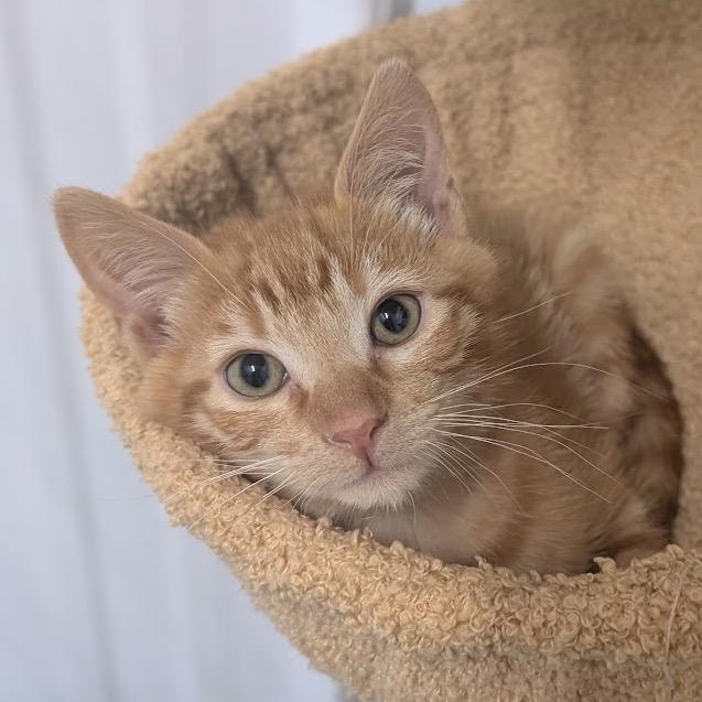 Enlarge Marcel, a Adoptable Domestic Short Hair in Nowata, OK image 2/4