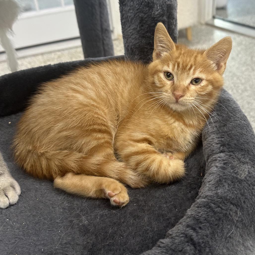 Enlarge Marcel, a Adoptable Domestic Short Hair in Nowata, OK image 4/4