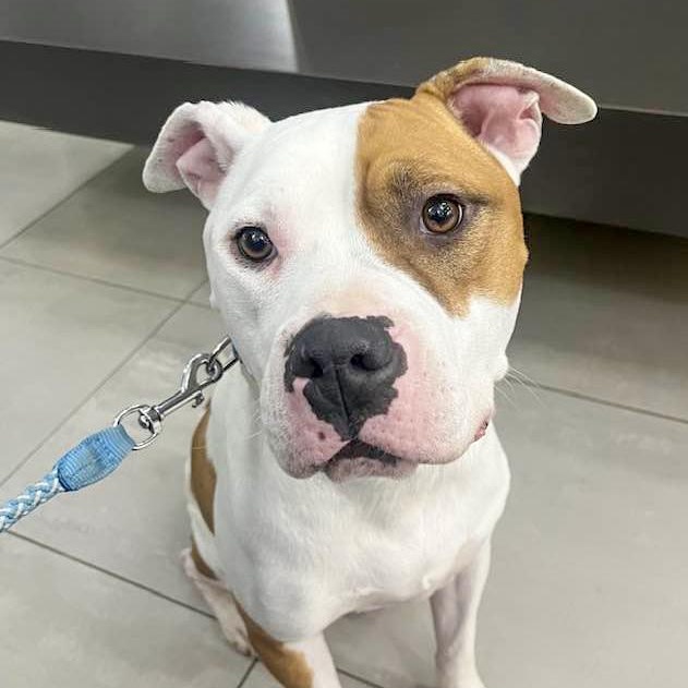 CLYDE- Needs a foster/forever home!