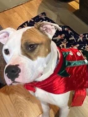 CLYDE- Needs a foster/forever home! — thumbnail 2