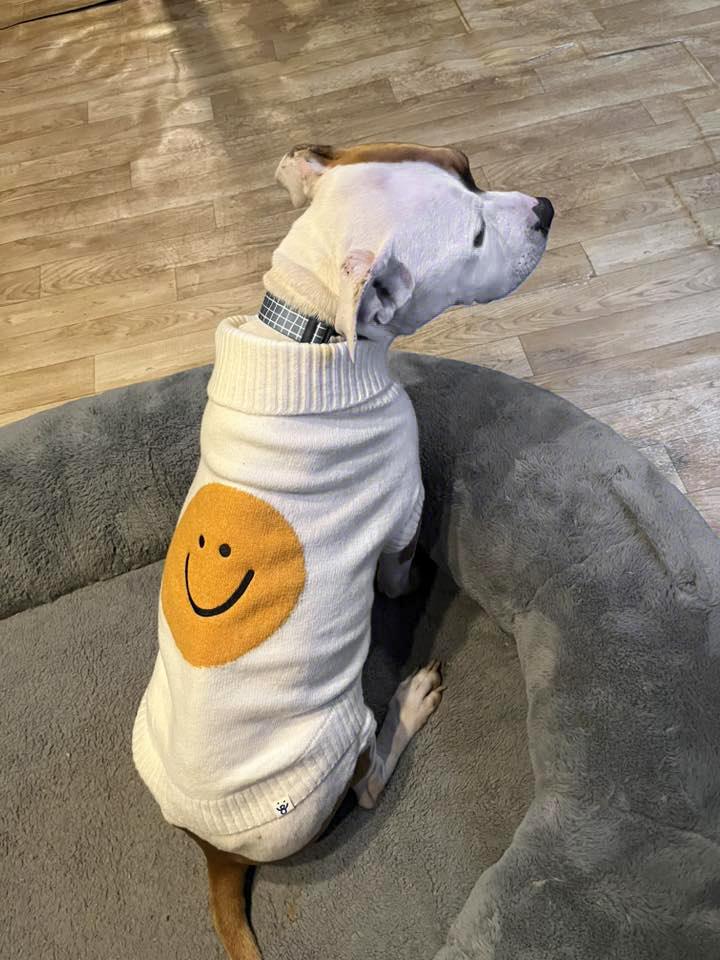 CLYDE- Needs a foster/forever home! — thumbnail 4