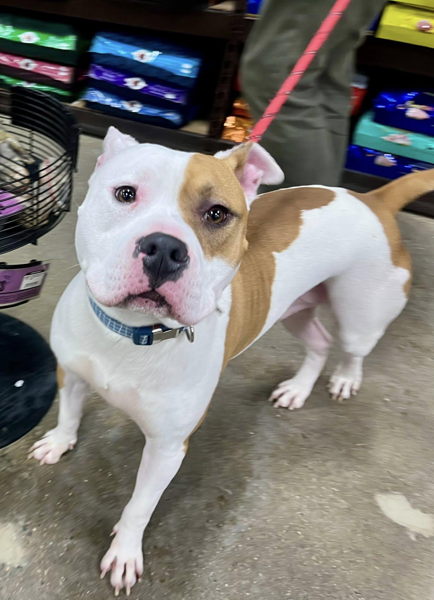 CLYDE- Needs a foster/forever home! — thumbnail 5