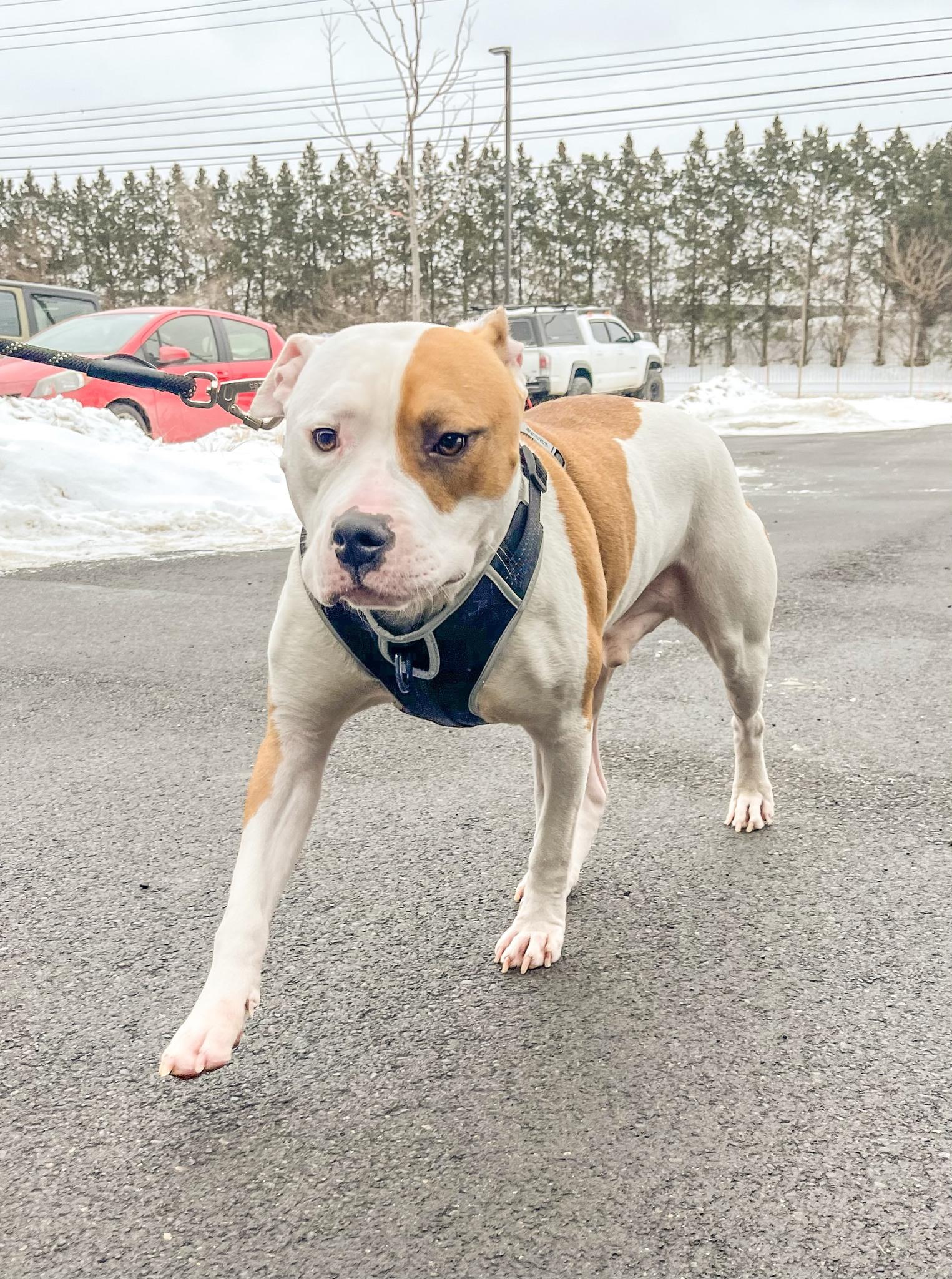 CLYDE- Needs a foster/forever home! — thumbnail 6