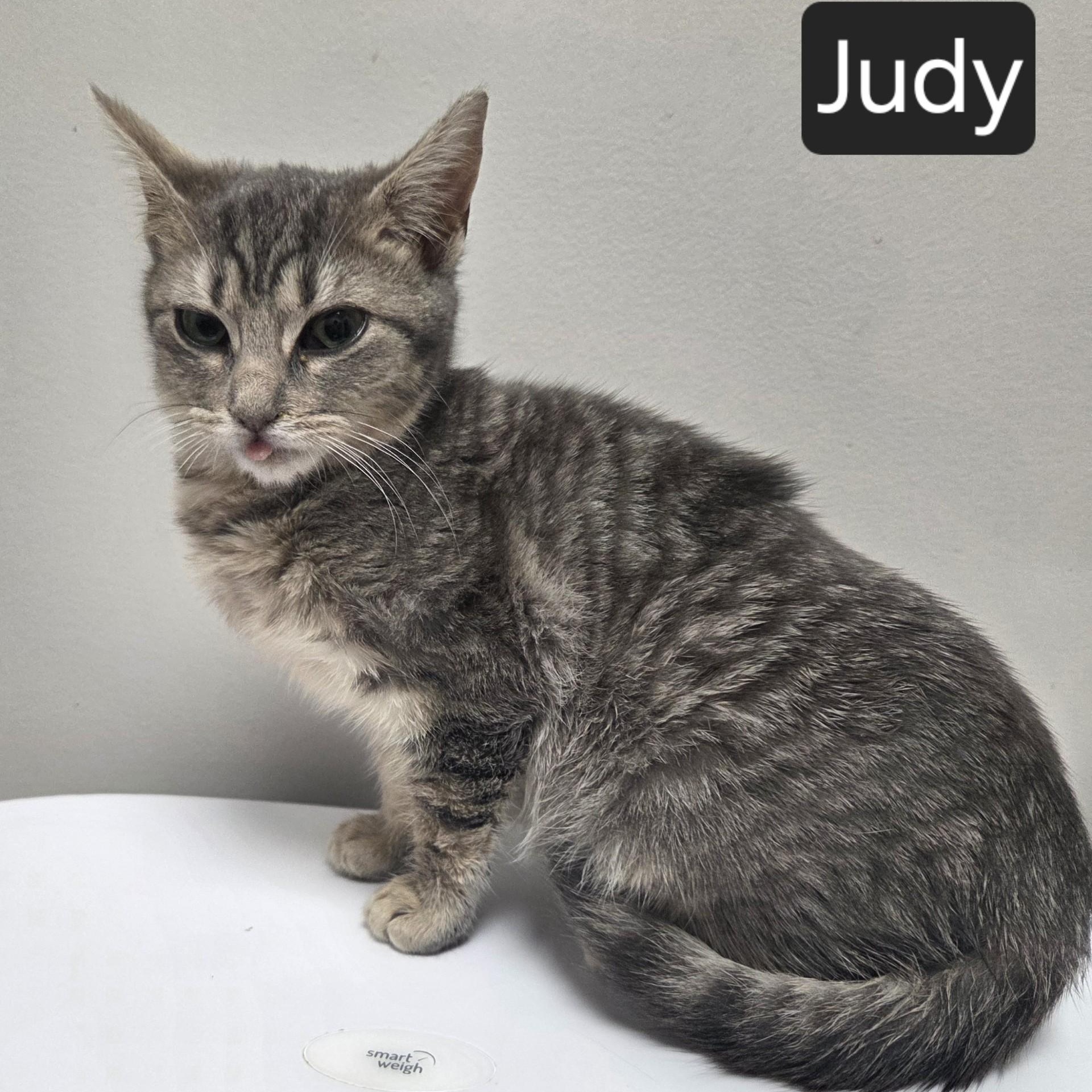 Judy, an adopted Munchkin in SNOW HILL, NC image 2/2