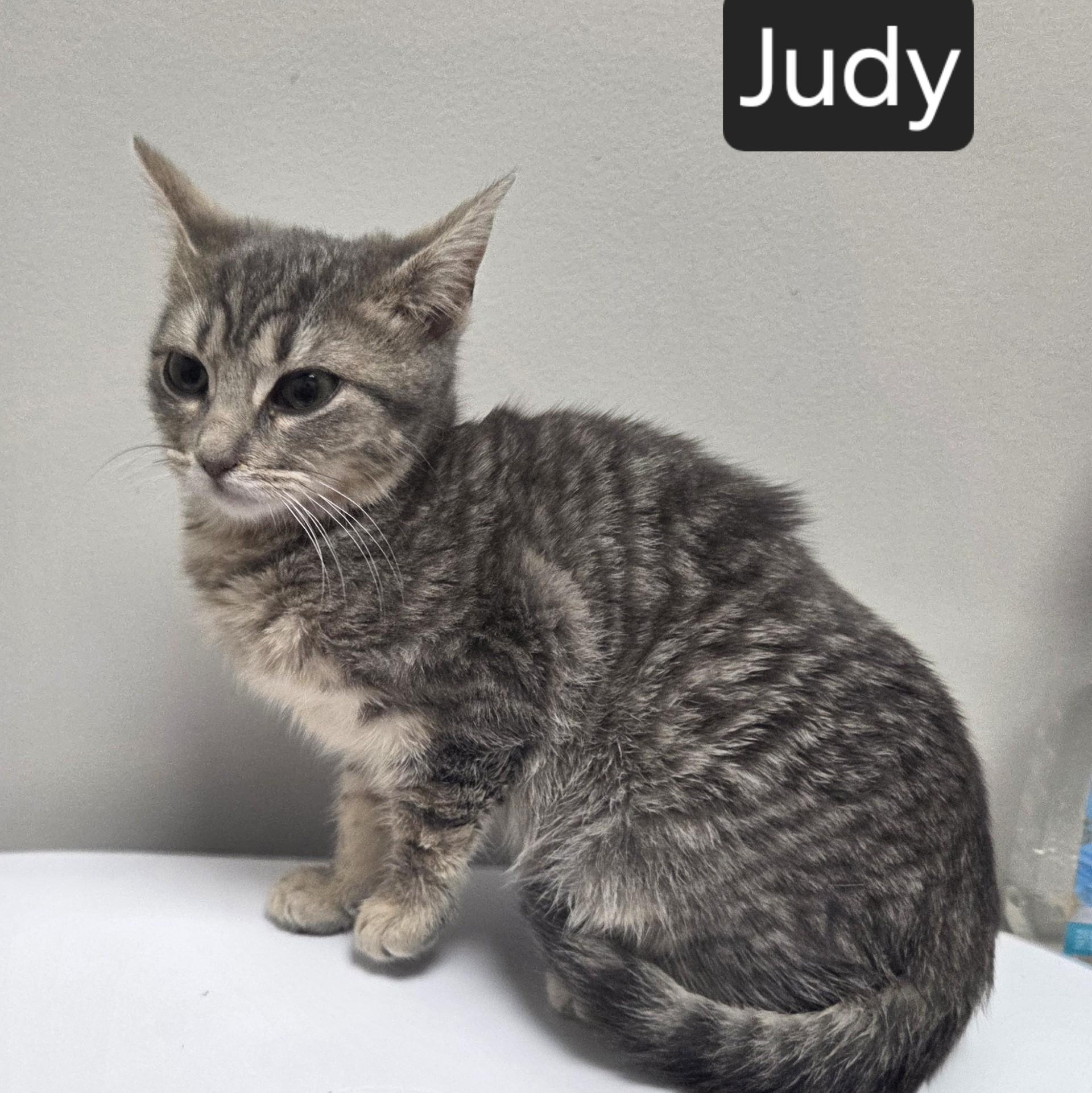 Judy, an adopted Munchkin in SNOW HILL, NC image 1/2