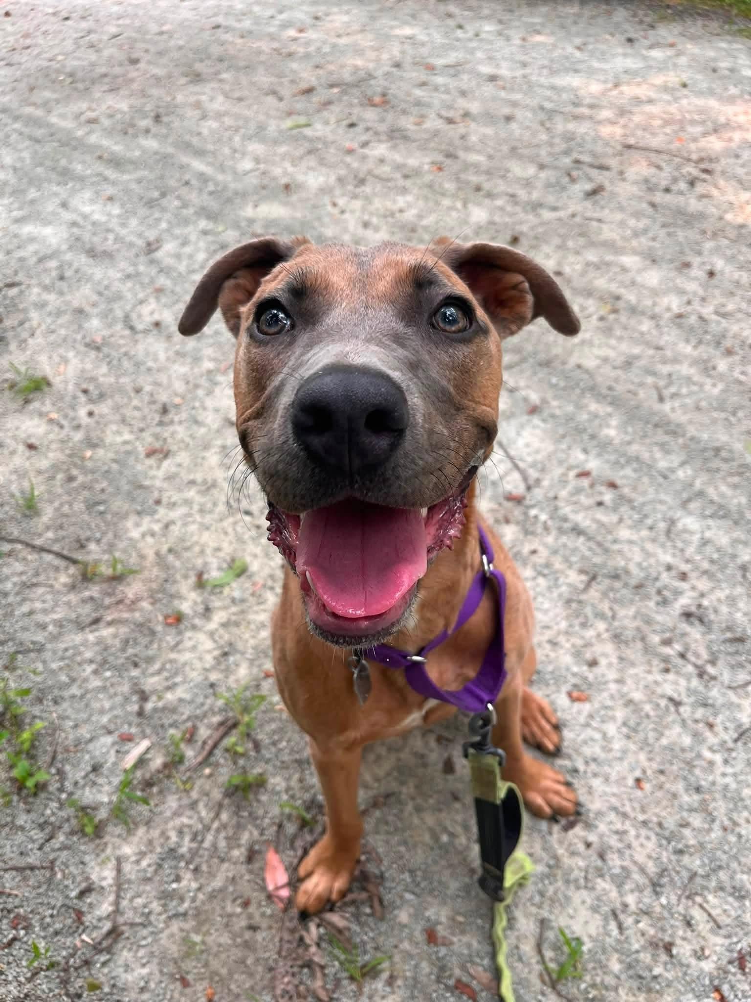 Enlarge Nola, a Adoptable mixed breed in Greensburg, PA image 6/6