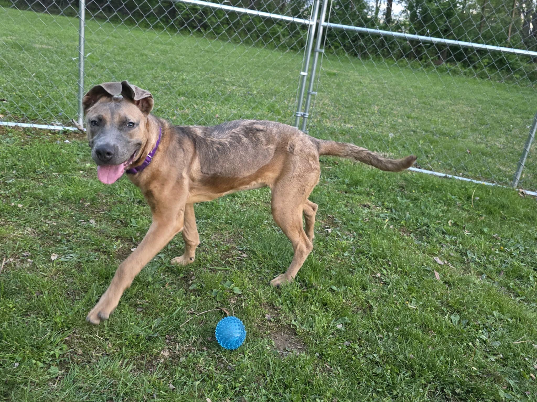 Enlarge Nola, a Adoptable mixed breed in Greensburg, PA image 4/6