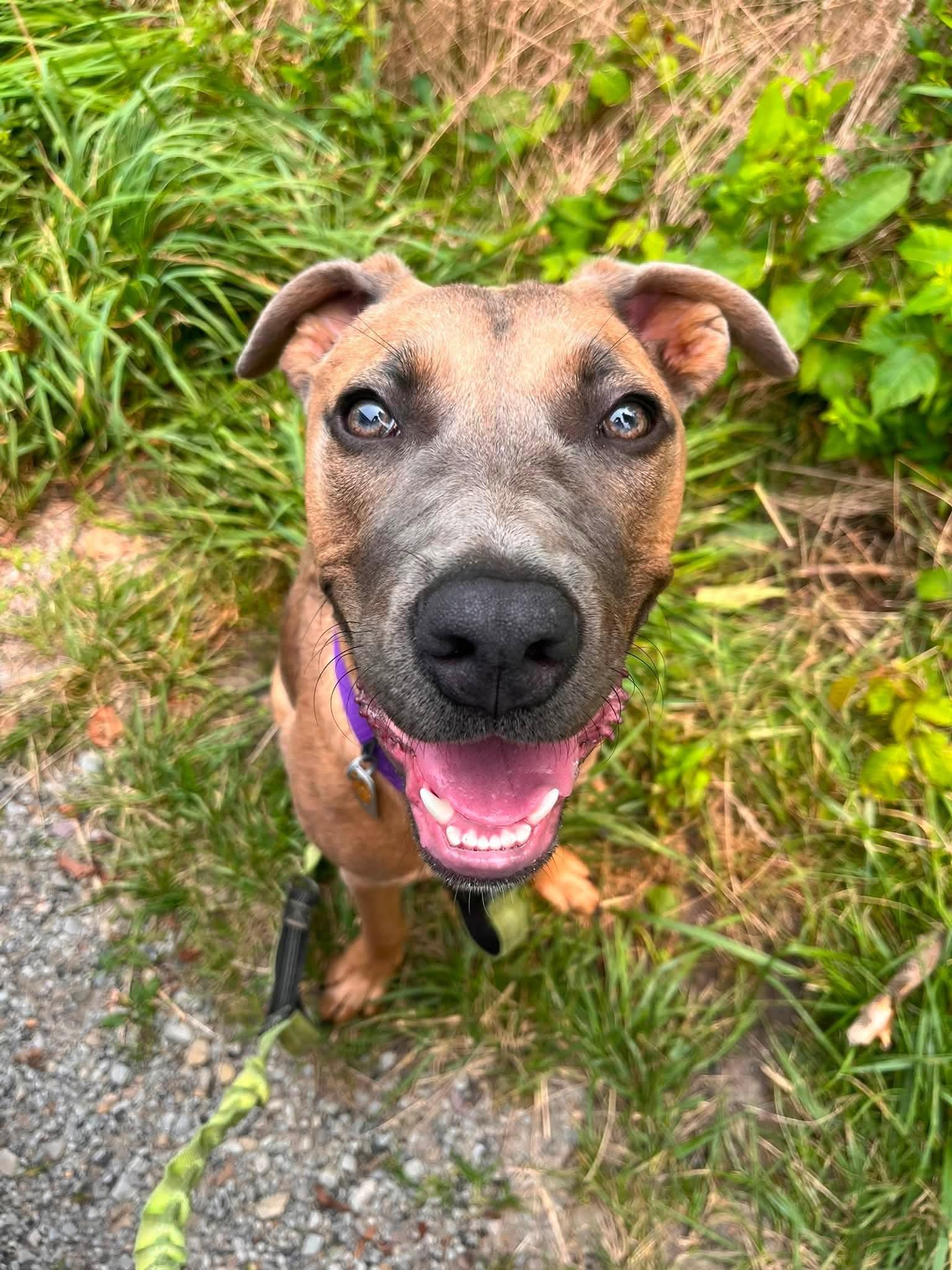 Enlarge Nola, a Adoptable mixed breed in Greensburg, PA image 5/6