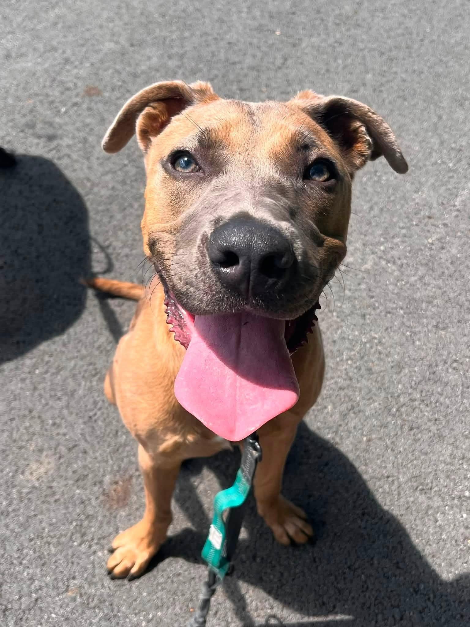 Enlarge Nola, a Adoptable mixed breed in Greensburg, PA image 1/6