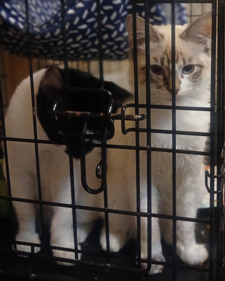 Enlarge 4761535 Seal snowshoe male, a Adopted Ragdoll in Lees Summit, MO image 1/2