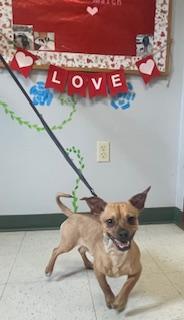 Sabastian, an adopted Chiweenie in Maysville, KY image 2/3